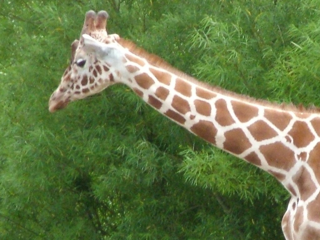 Click now to see this image full size.