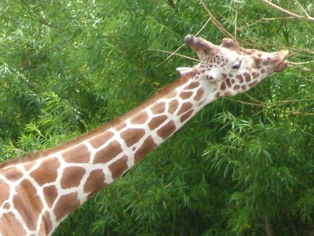 Click now to see this image full size.