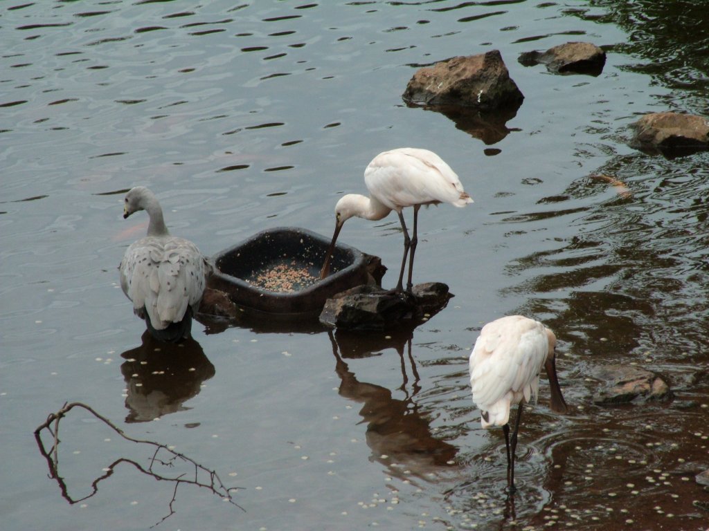 Click now to see this image full size.