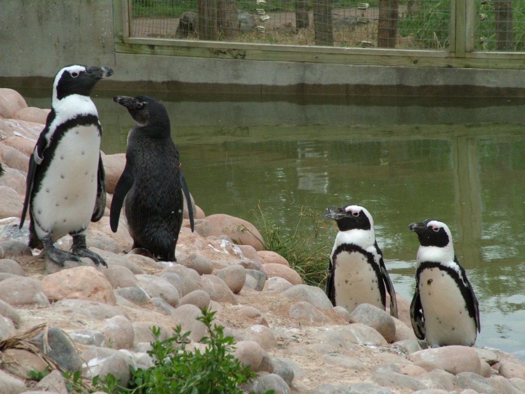 Click now to see this image full size.