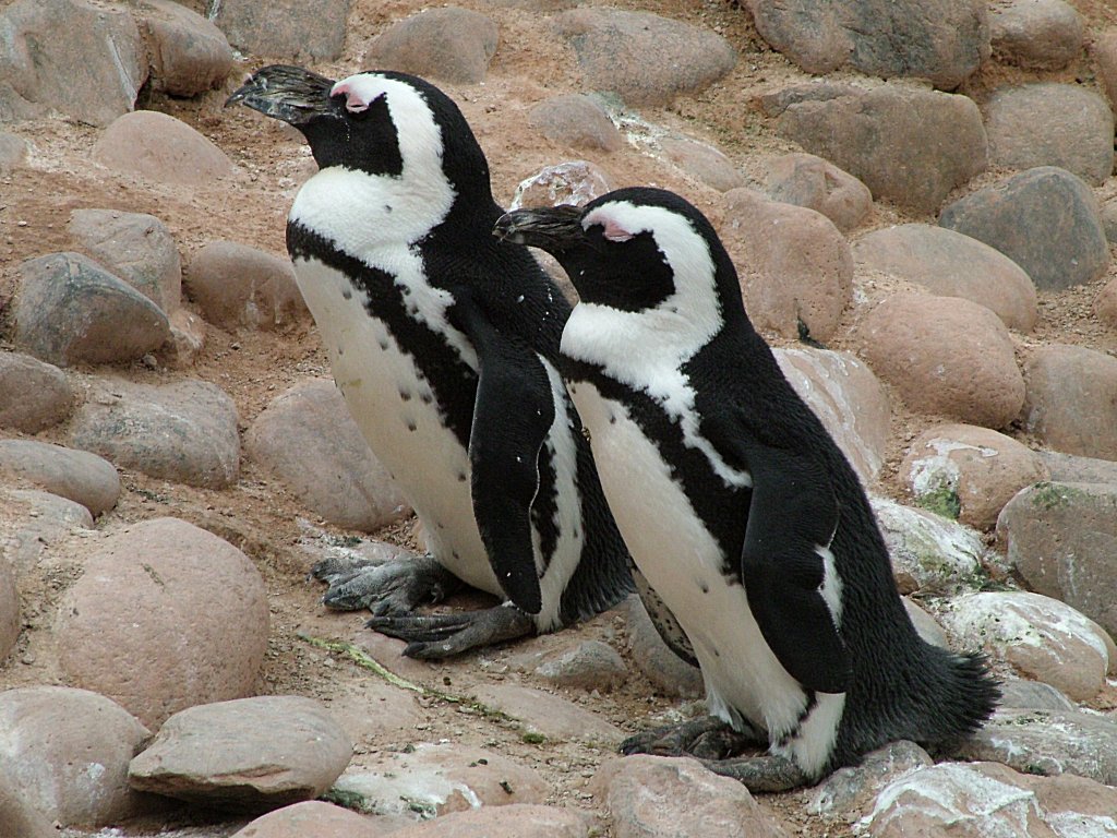 Click now to see this image full size.