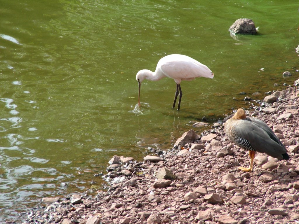 Click now to see this image full size.