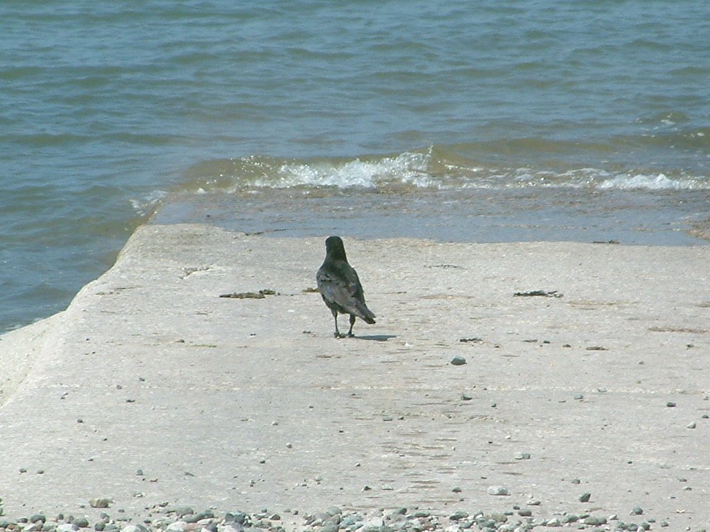 Click now to see this image full size.