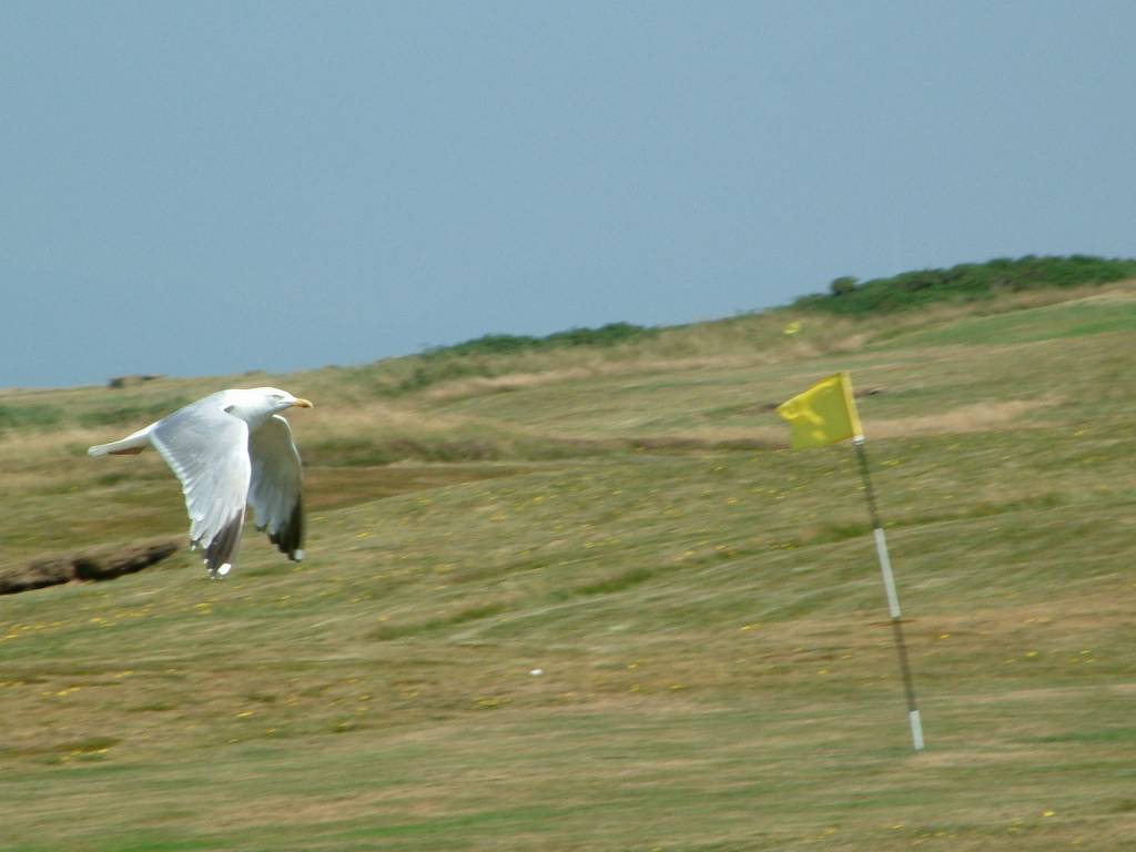 Click now to see this image full size.