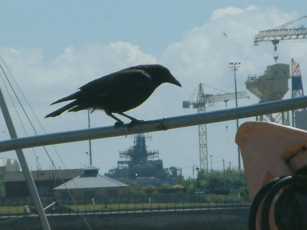 Click now to see this image full size.