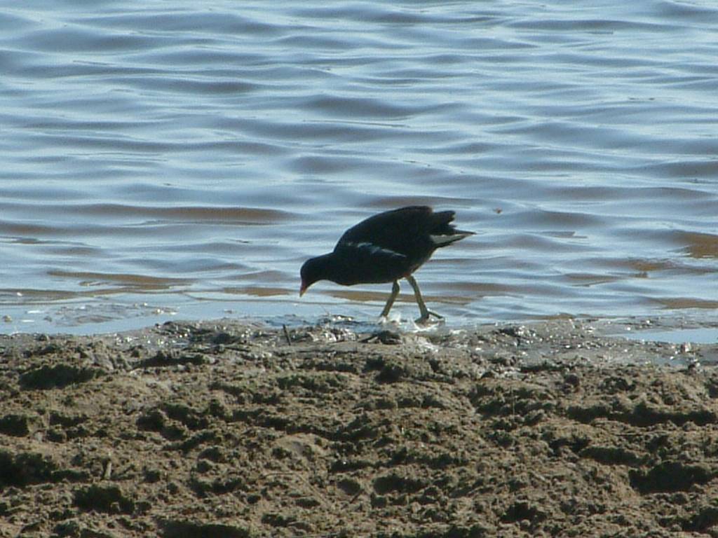 Click now to see this image full size.