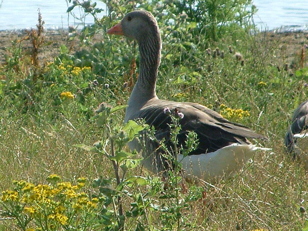 Click now to see this image full size.