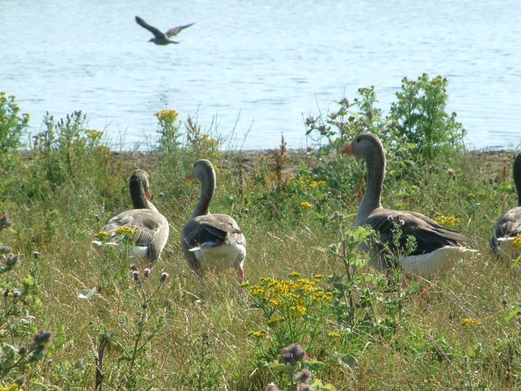 Click now to see this image full size.