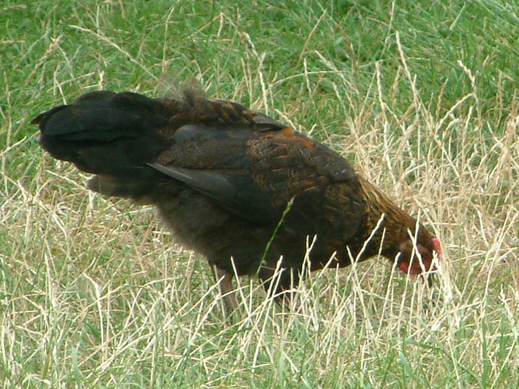 Click now to see this image full size.