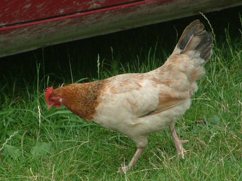 Click now to see this image full size.