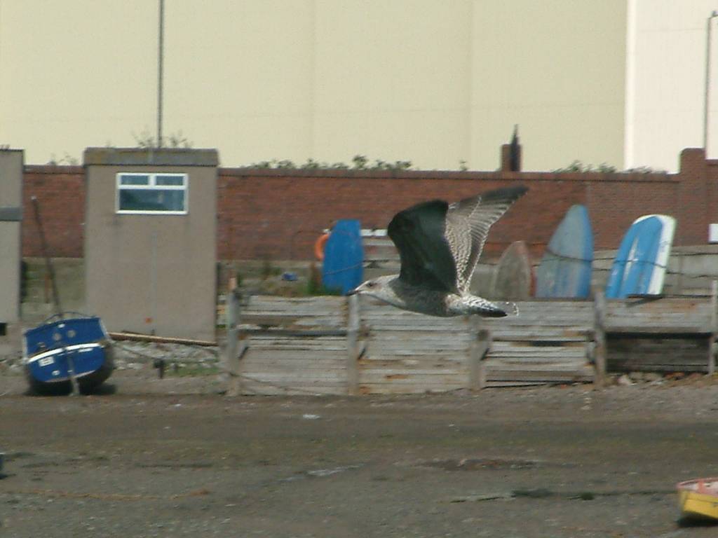 Click now to see this image full size.