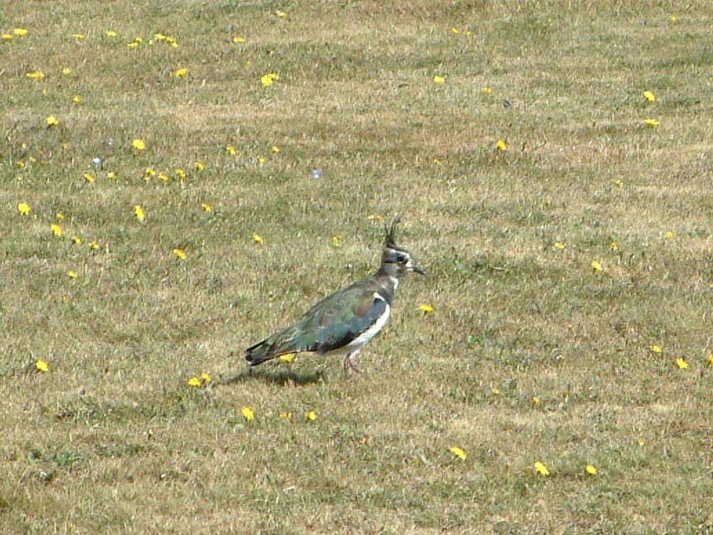 Click now to see this image full size.