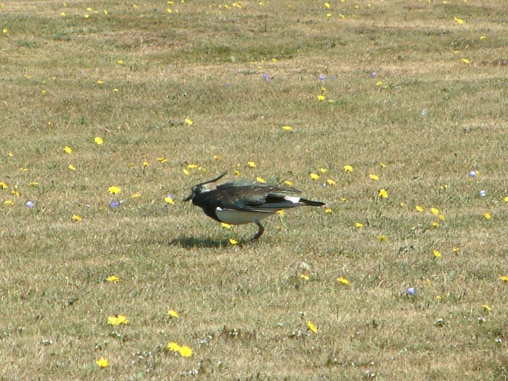 Click now to see this image full size.