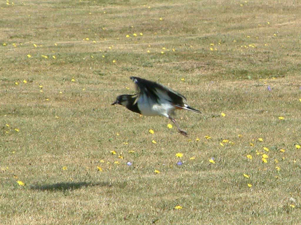 Click now to see this image full size.