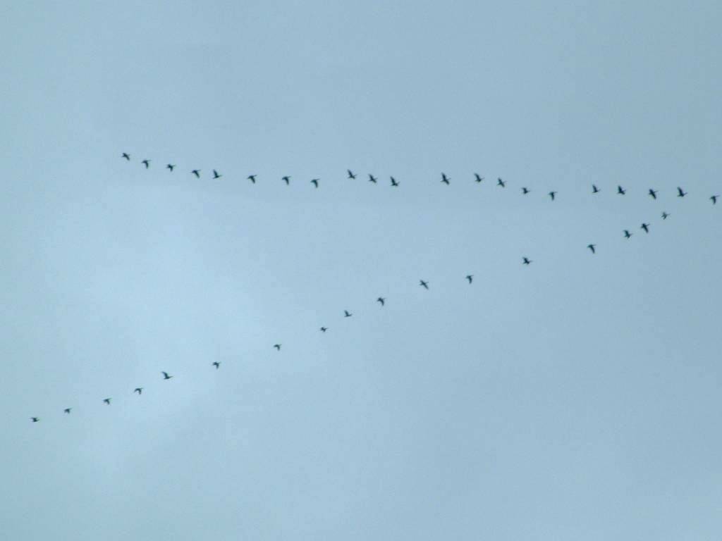 Click now to see this image full size.