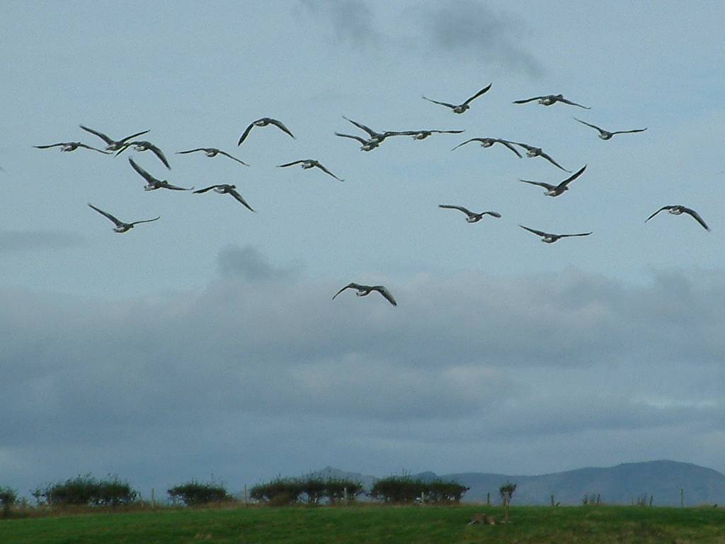 Click now to see this image full size.