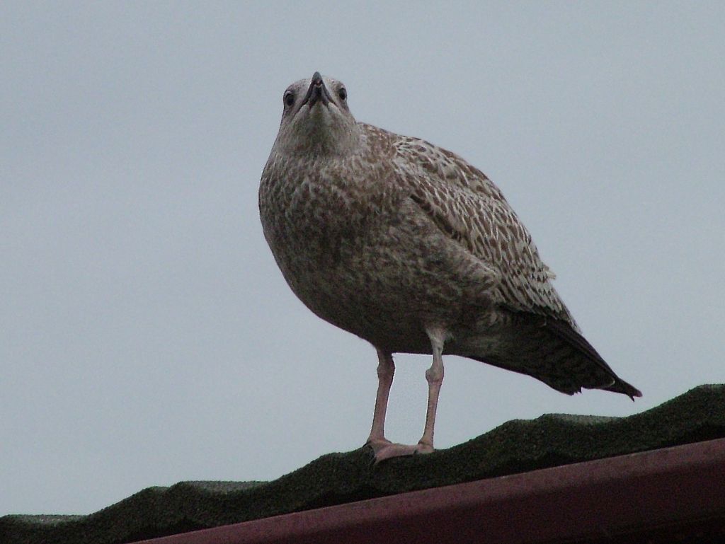 Click now to see this image full size.