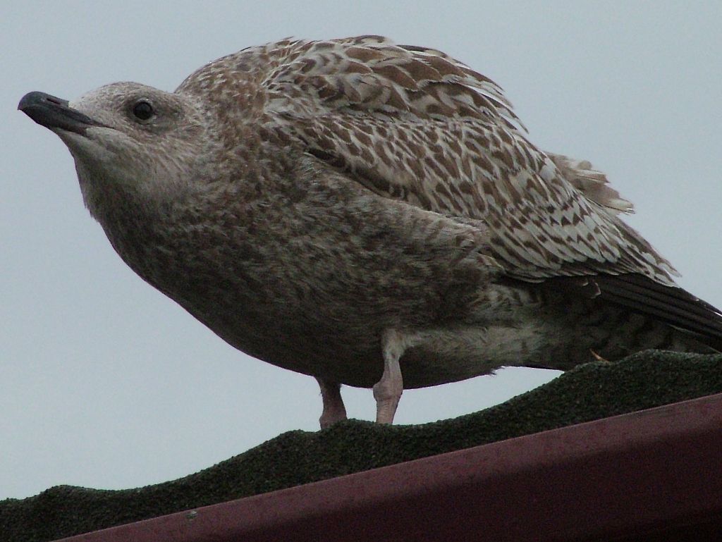 Click now to see this image full size.