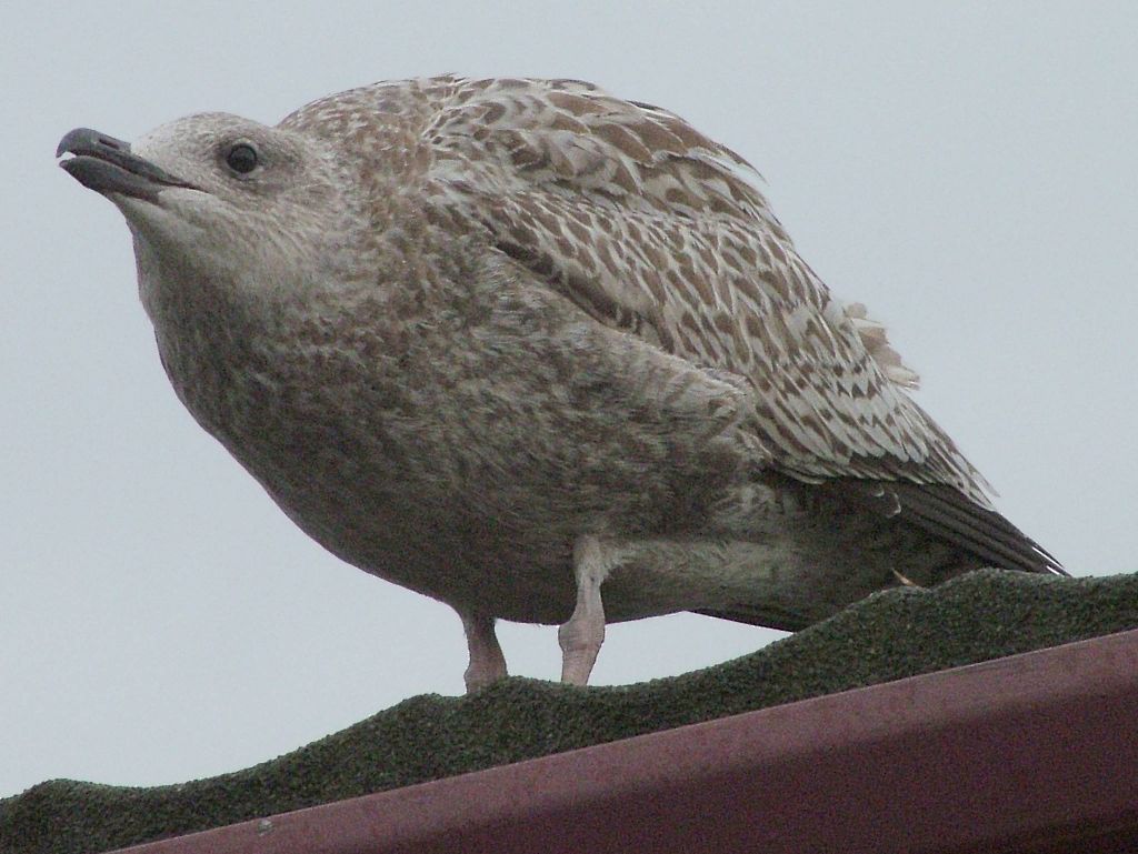 Click now to see this image full size.