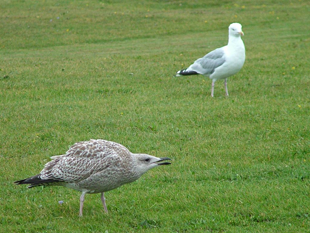 Click now to see this image full size.