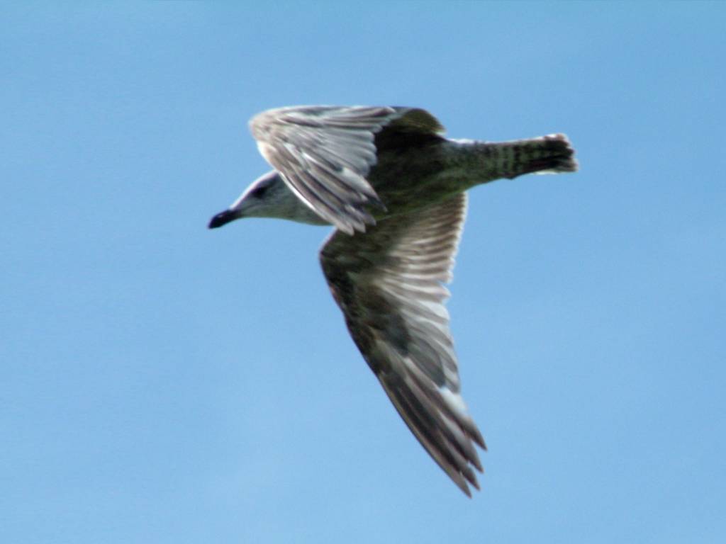 Click now to see this image full size.