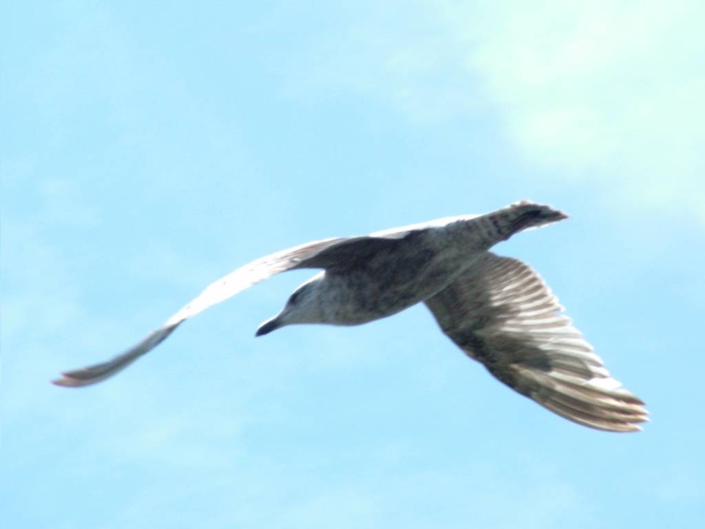 Click now to see this image full size.