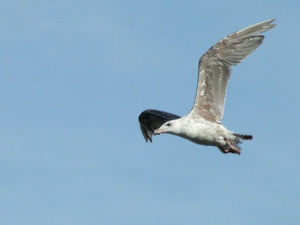 Click now to see this image full size.