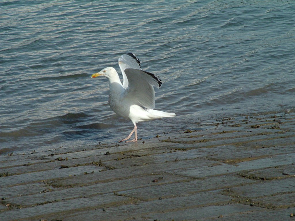 Click now to see this image full size.