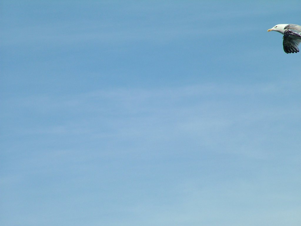 Click now to see this image full size.