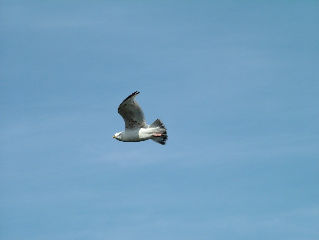 Click now to see this image full size.