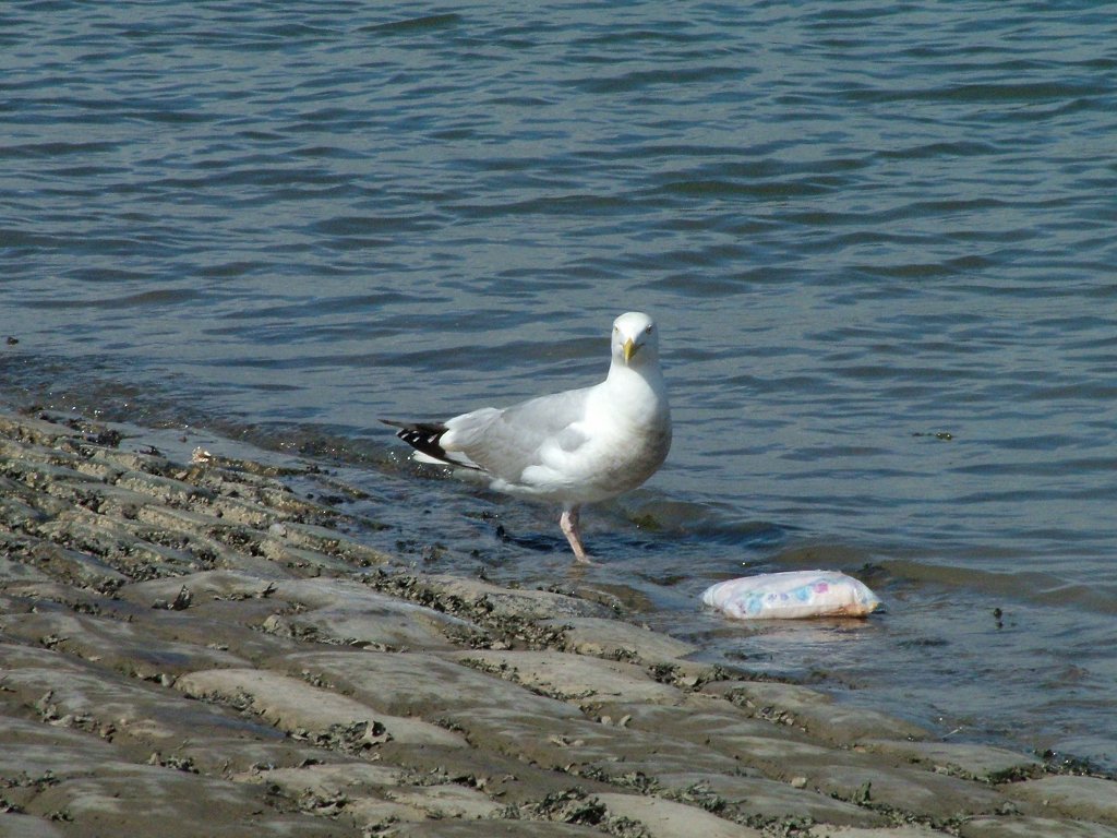 Click now to see this image full size.