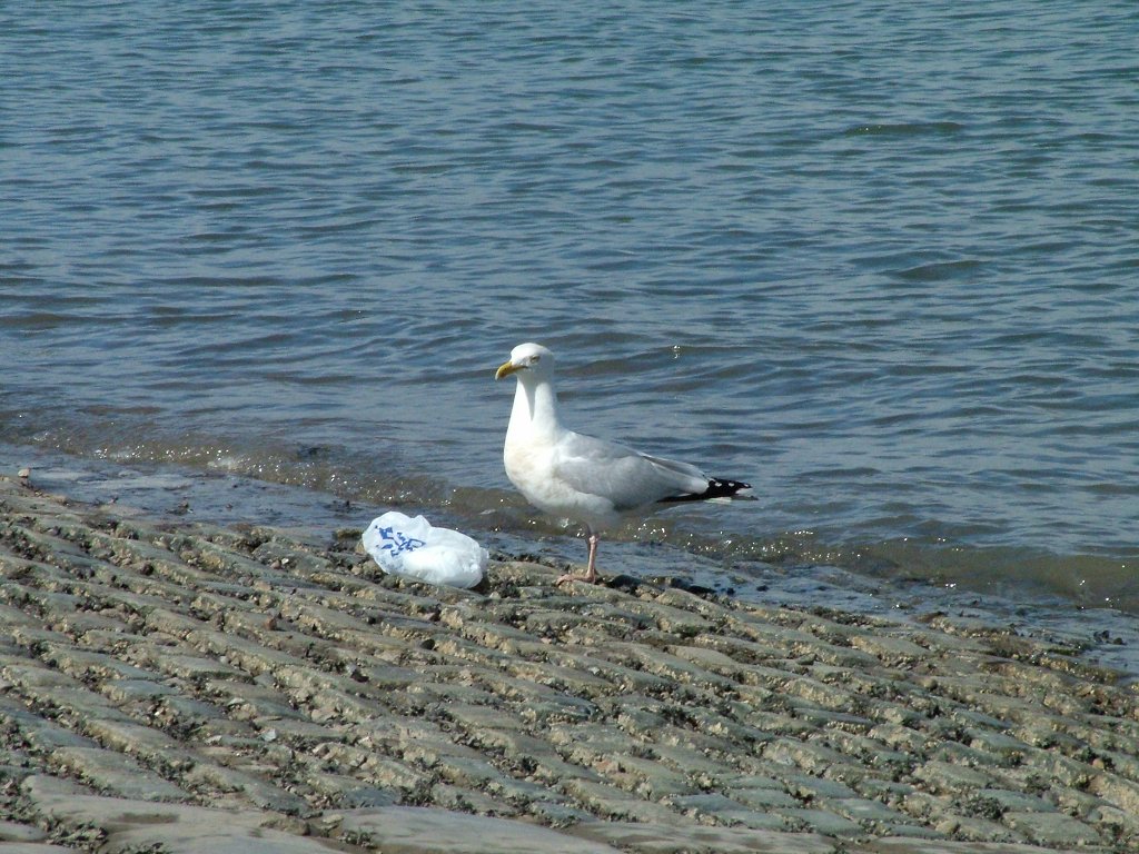 Click now to see this image full size.