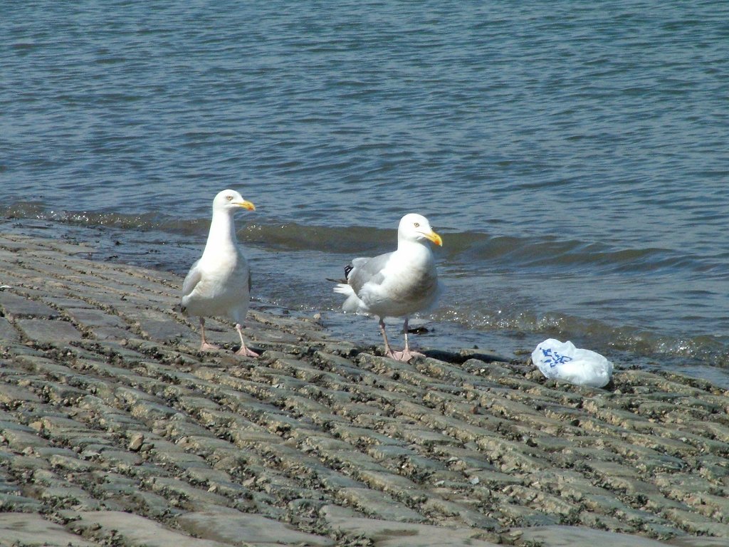 Click now to see this image full size.