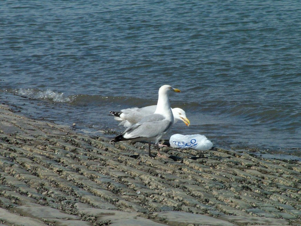 Click now to see this image full size.