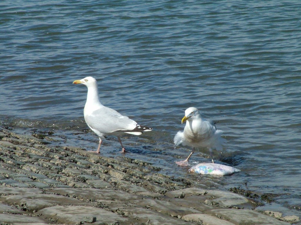 Click now to see this image full size.