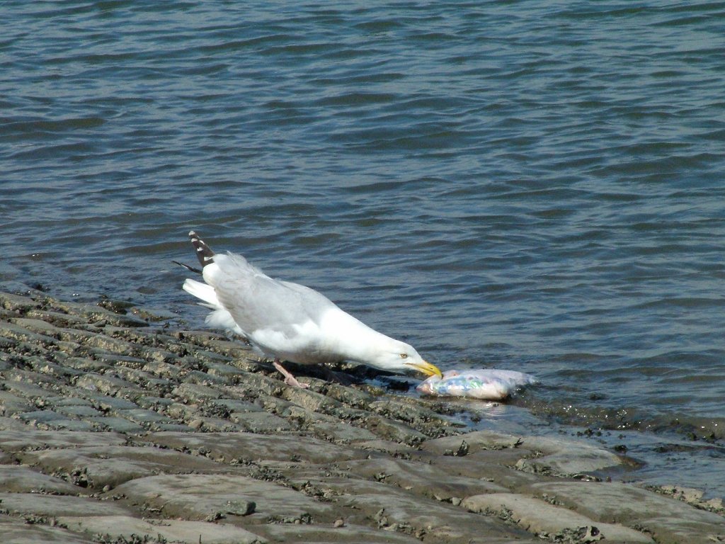 Click now to see this image full size.