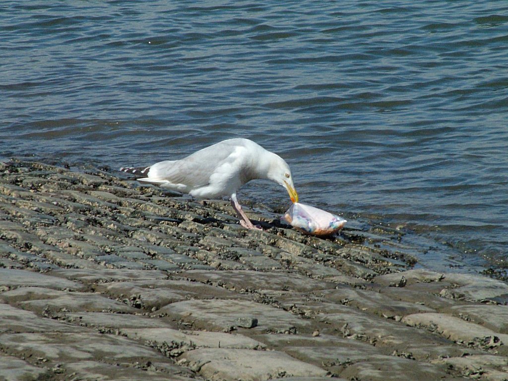 Click now to see this image full size.