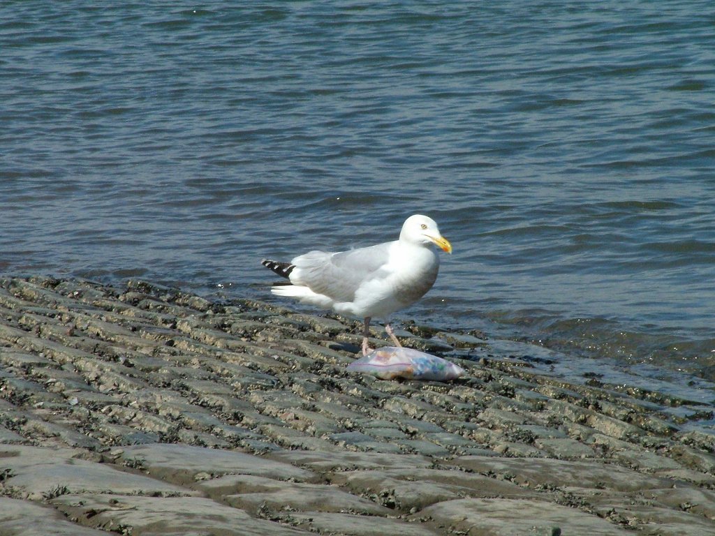 Click now to see this image full size.