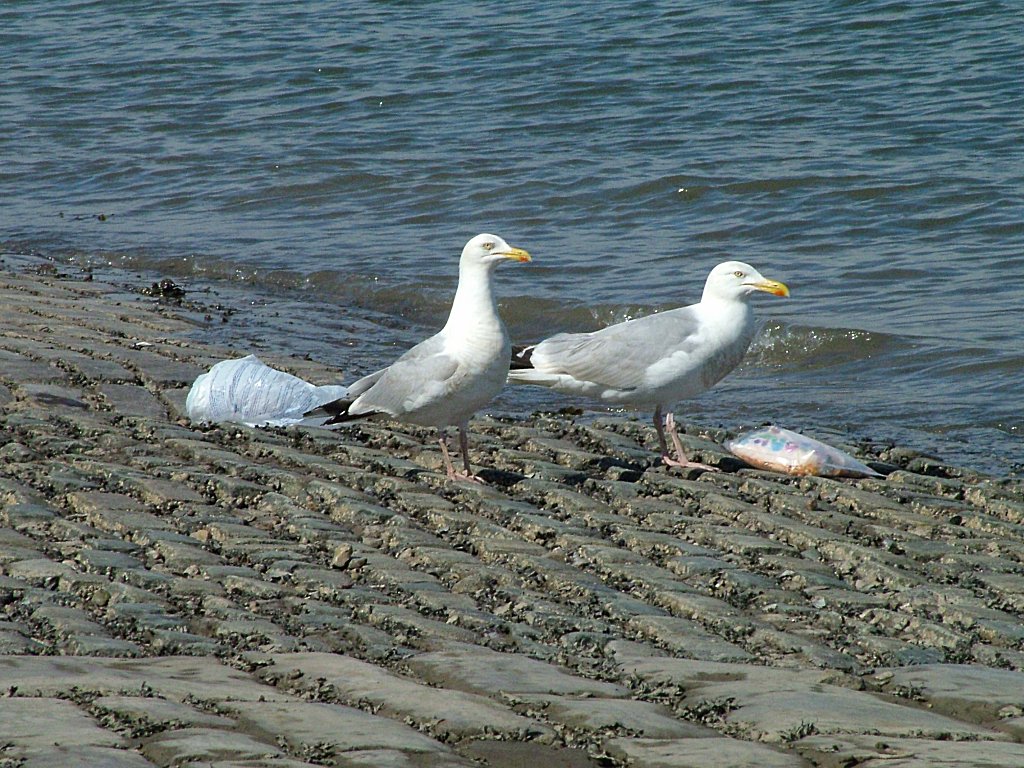 Click now to see this image full size.