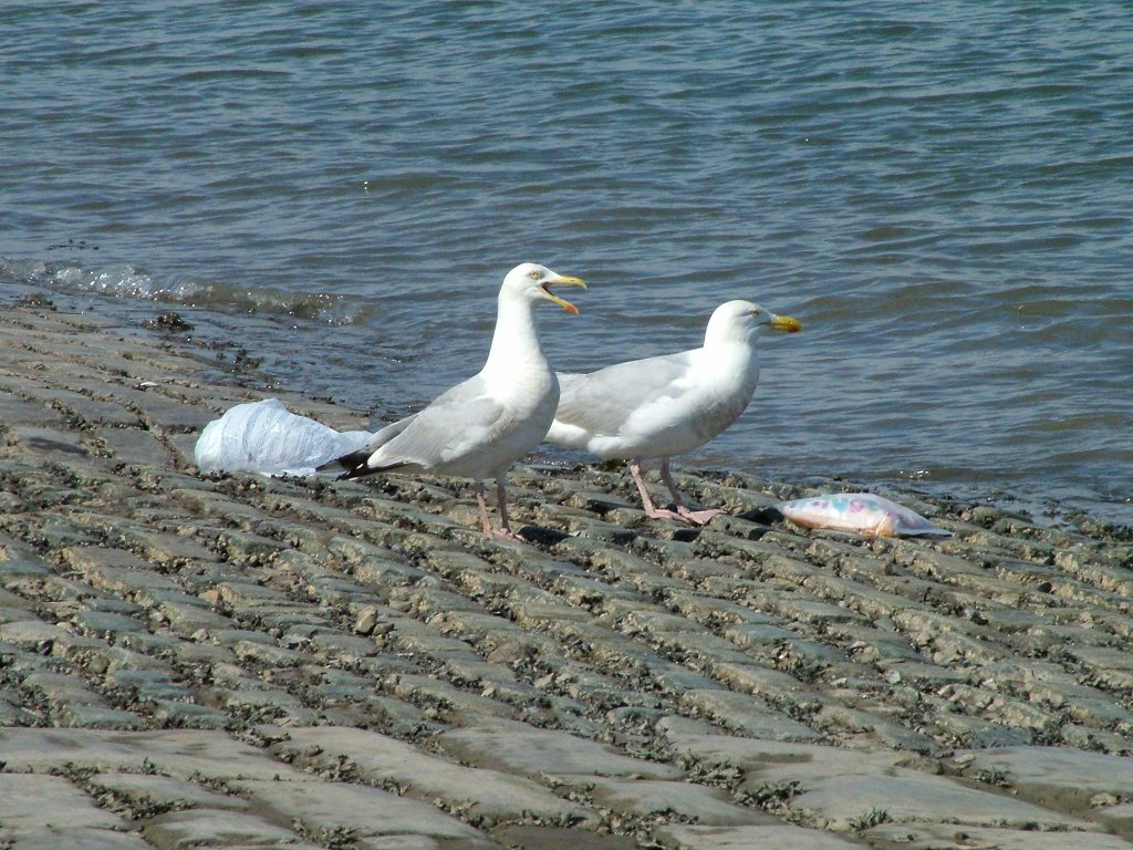 Click now to see this image full size.