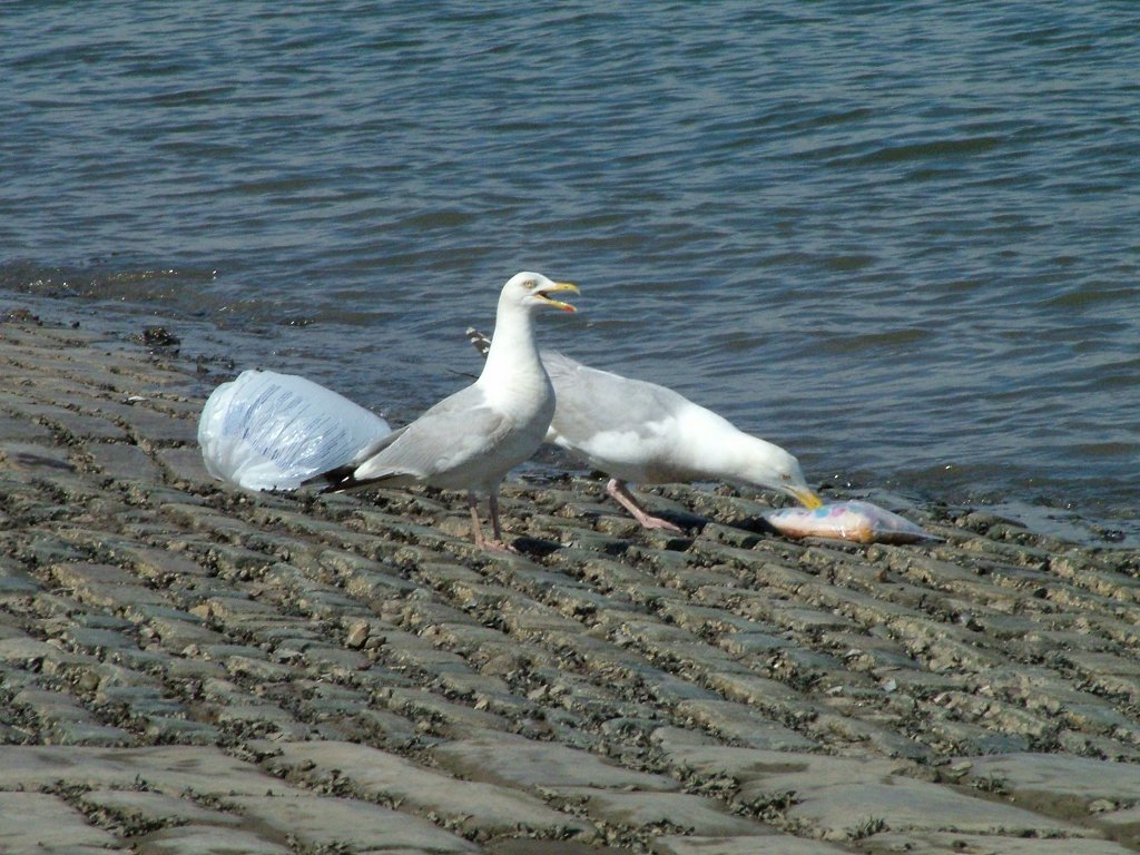 Click now to see this image full size.