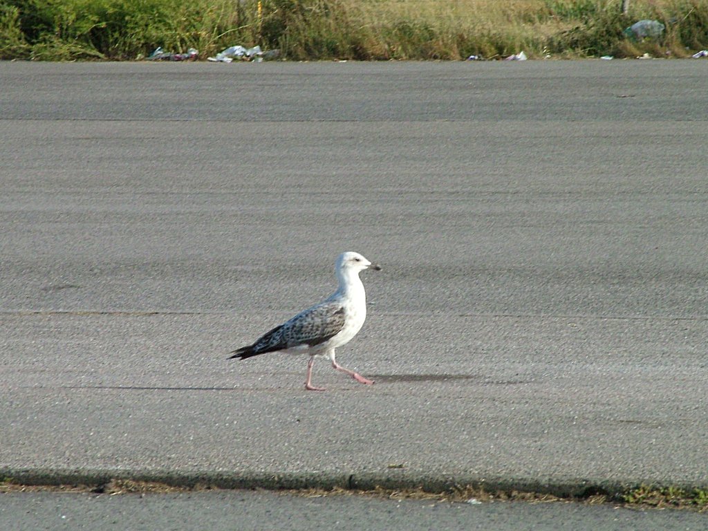 Click now to see this image full size.