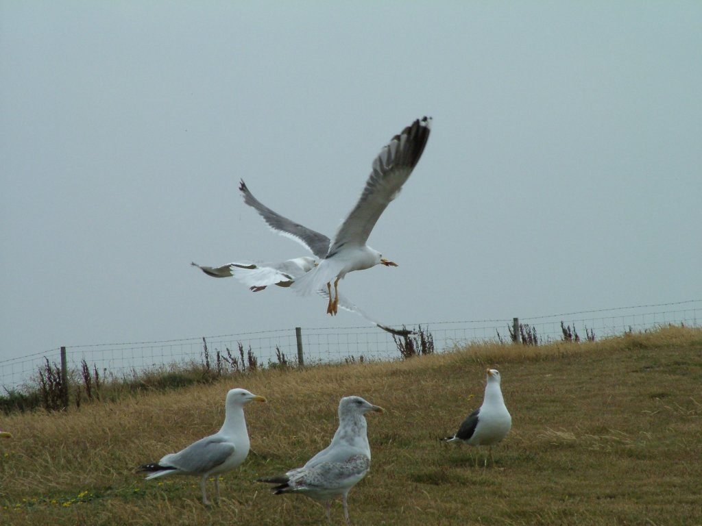 Click now to see this image full size.