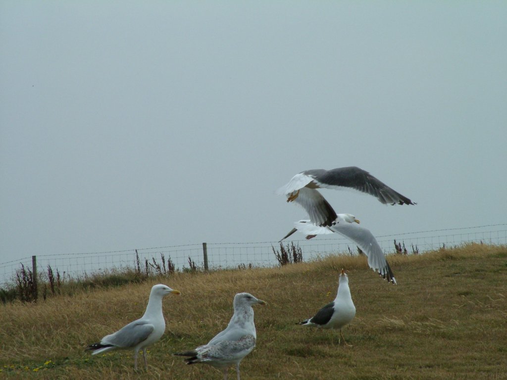 Click now to see this image full size.