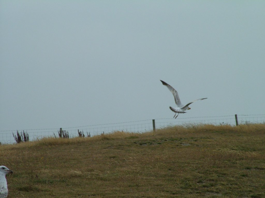 Click now to see this image full size.