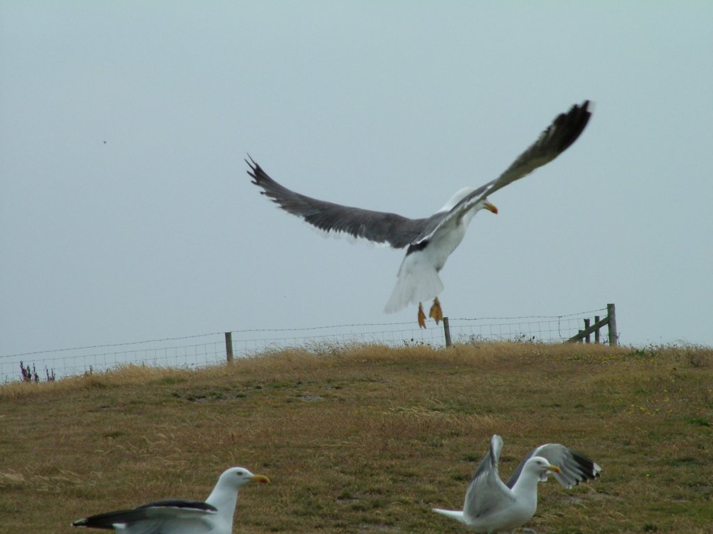 Click now to see this image full size.