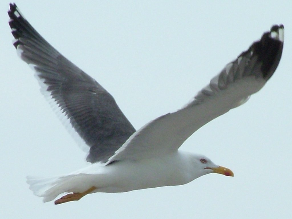 Click now to see this image full size.