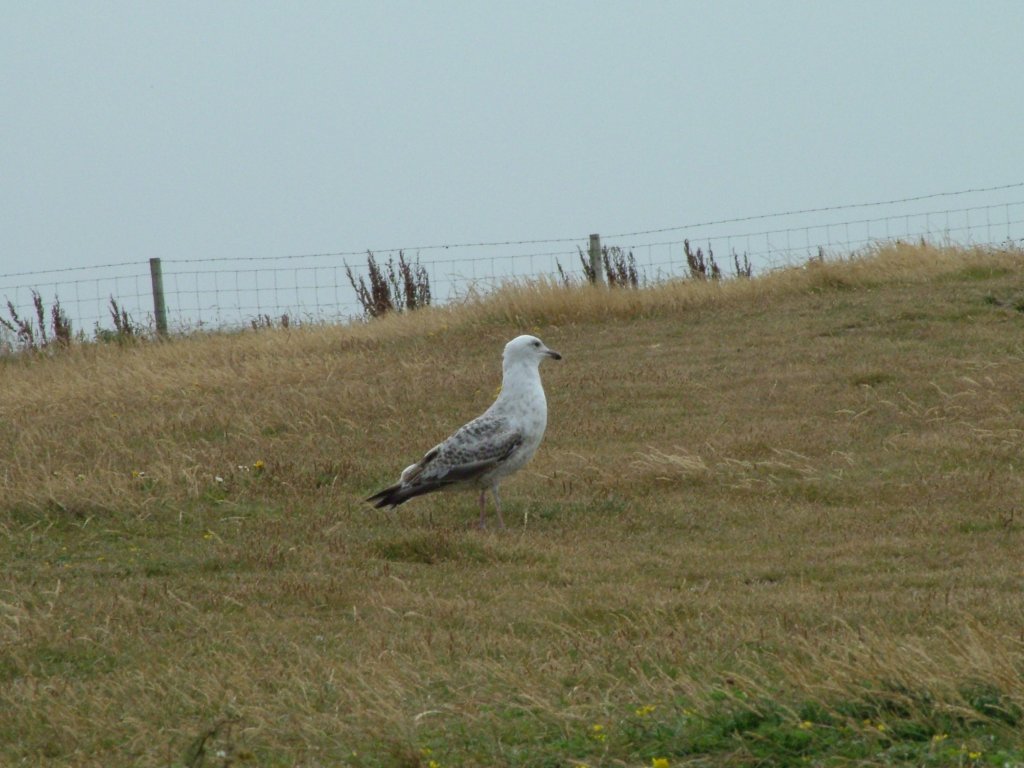 Click now to see this image full size.