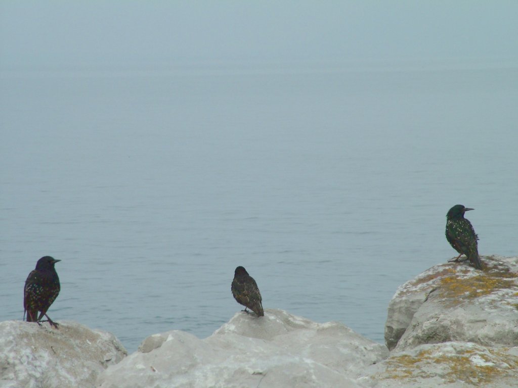 Click now to see this image full size.