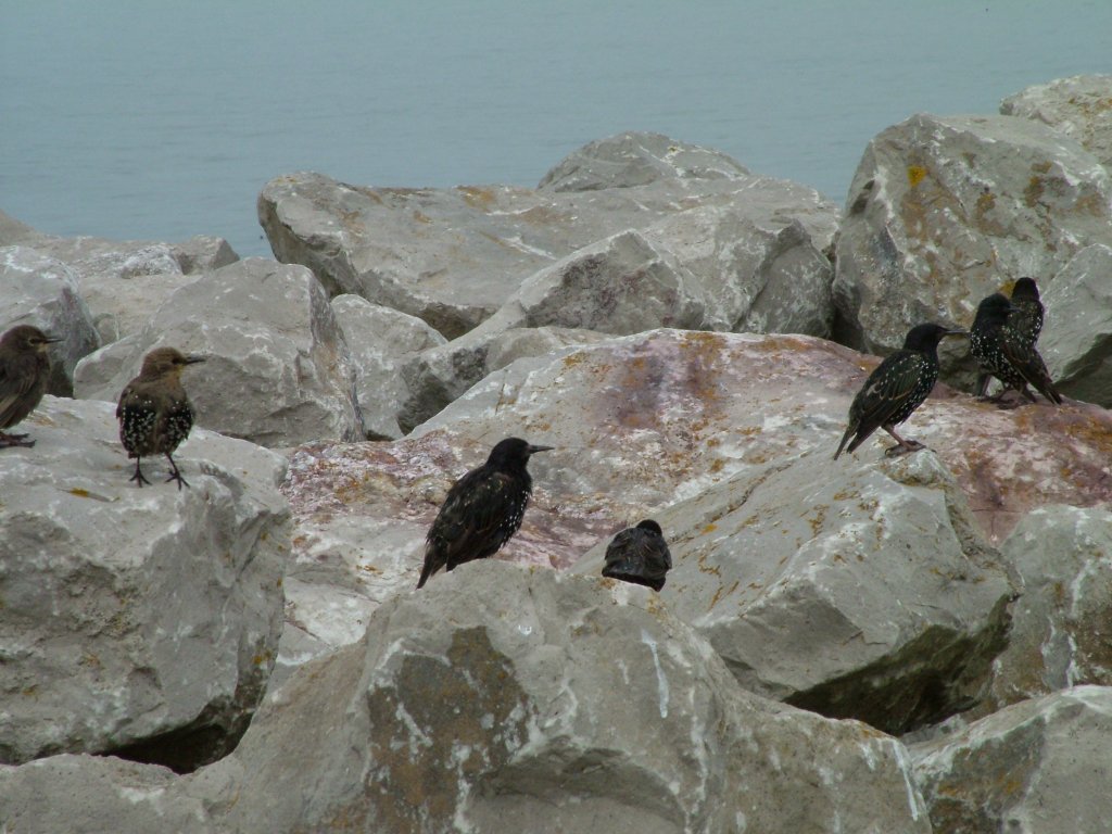 Click now to see this image full size.